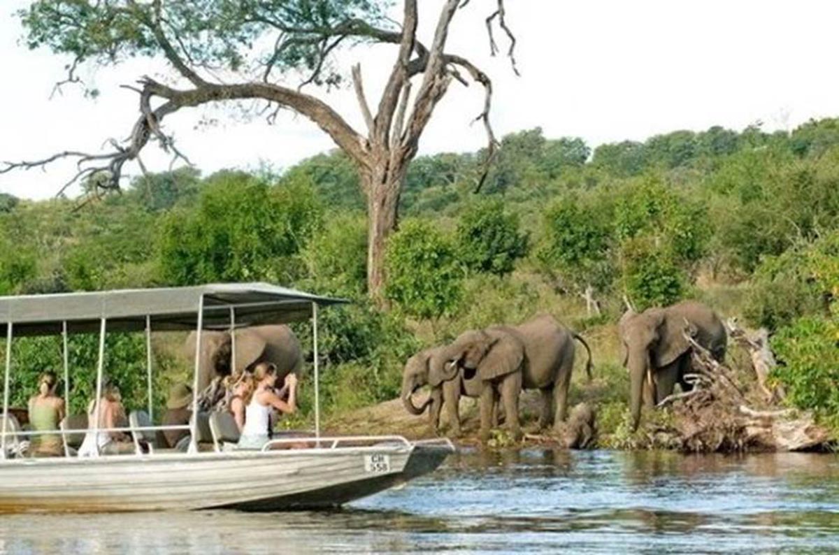 elephants come to water's edge to see Safari boat with guests