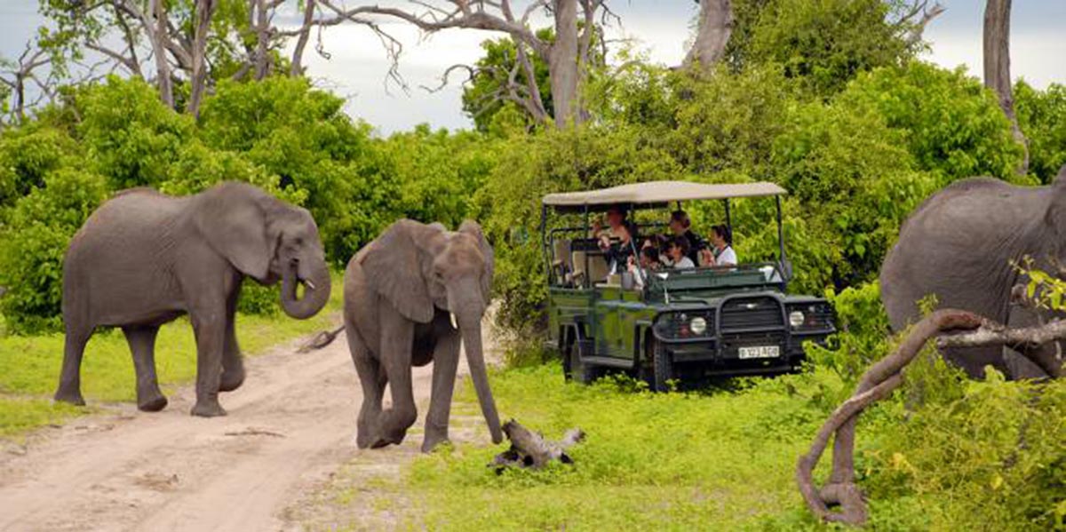three elephants walk past safari truck
