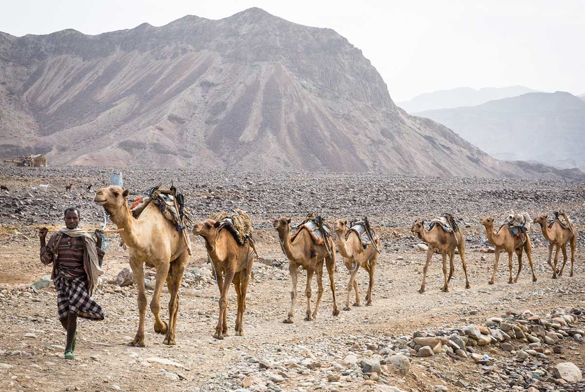 seven camels in a row being led by man in Casa Blanca desert