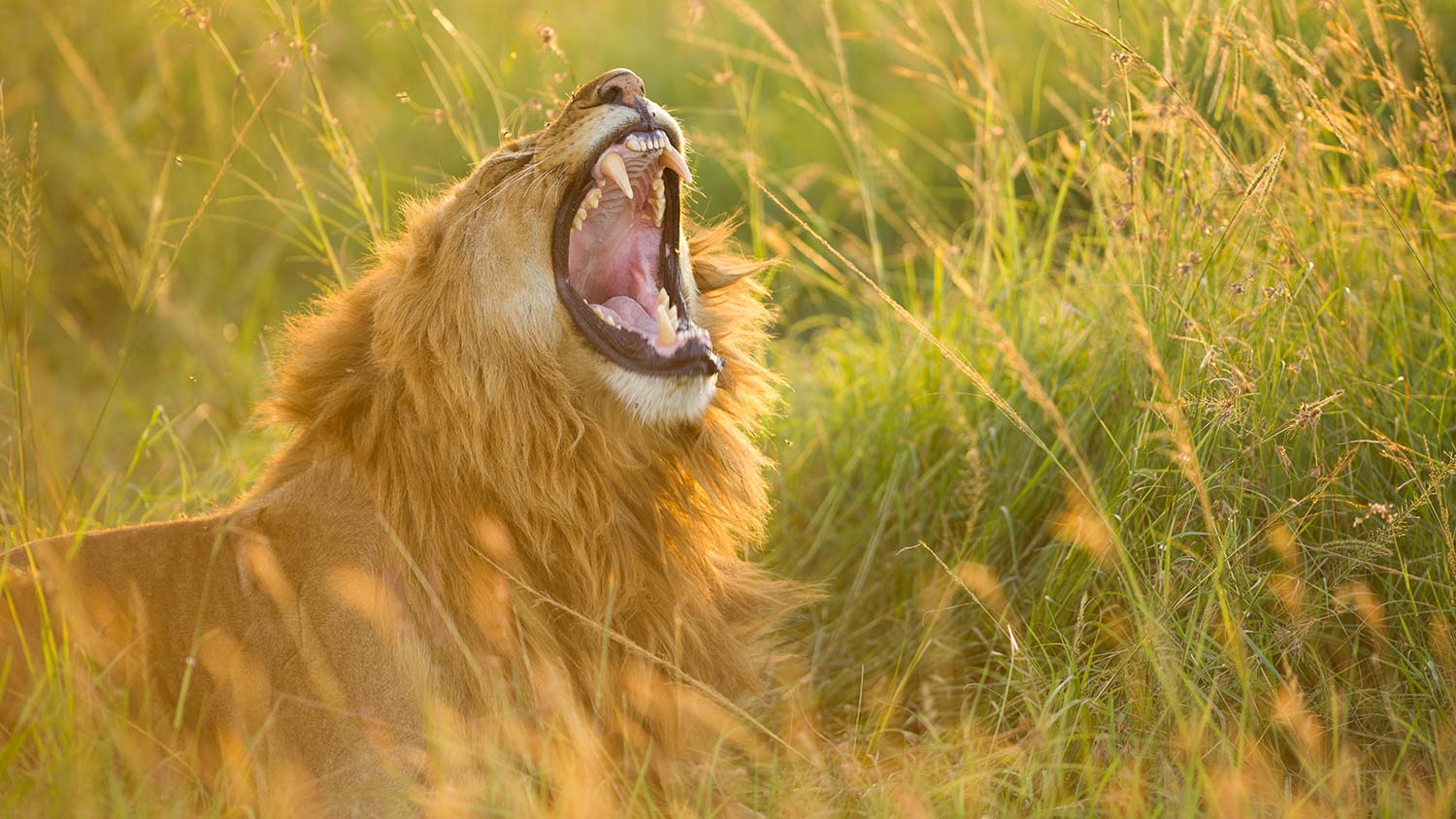 Roaring Lion