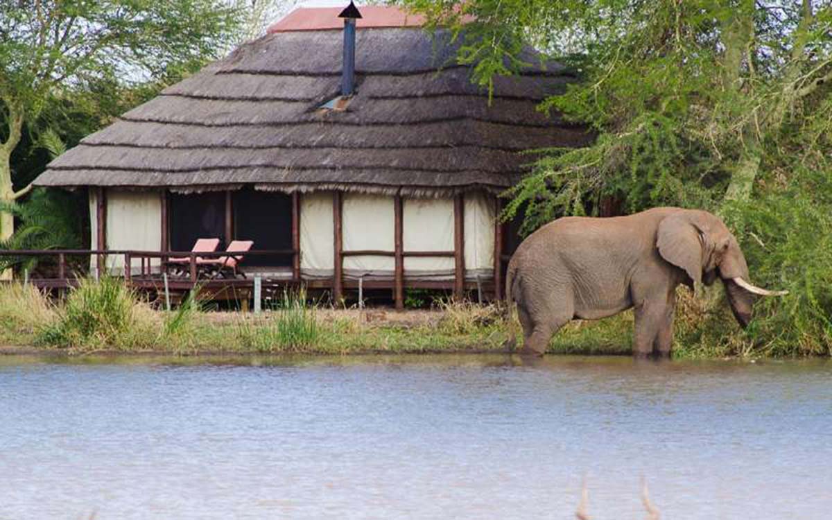 elephant walking by hotel hut in water
