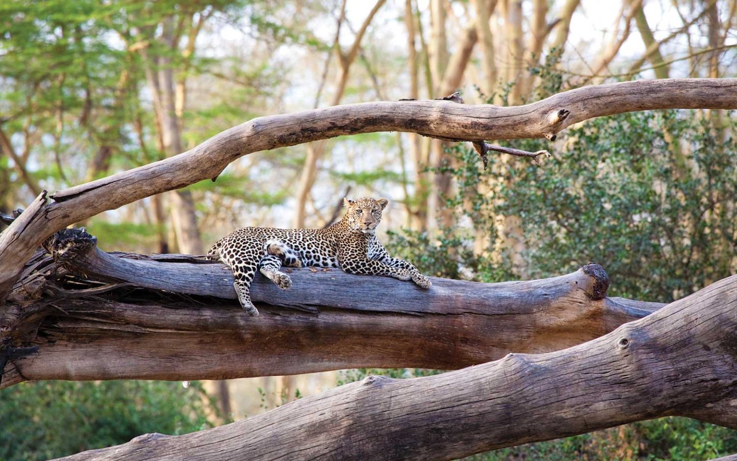 leopard on fallen tree trunks