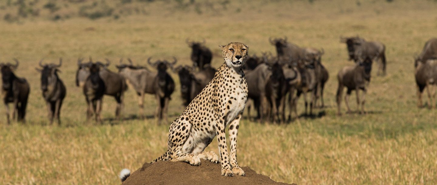 cheetah sat on dirt mound in front of group of animals in the wild