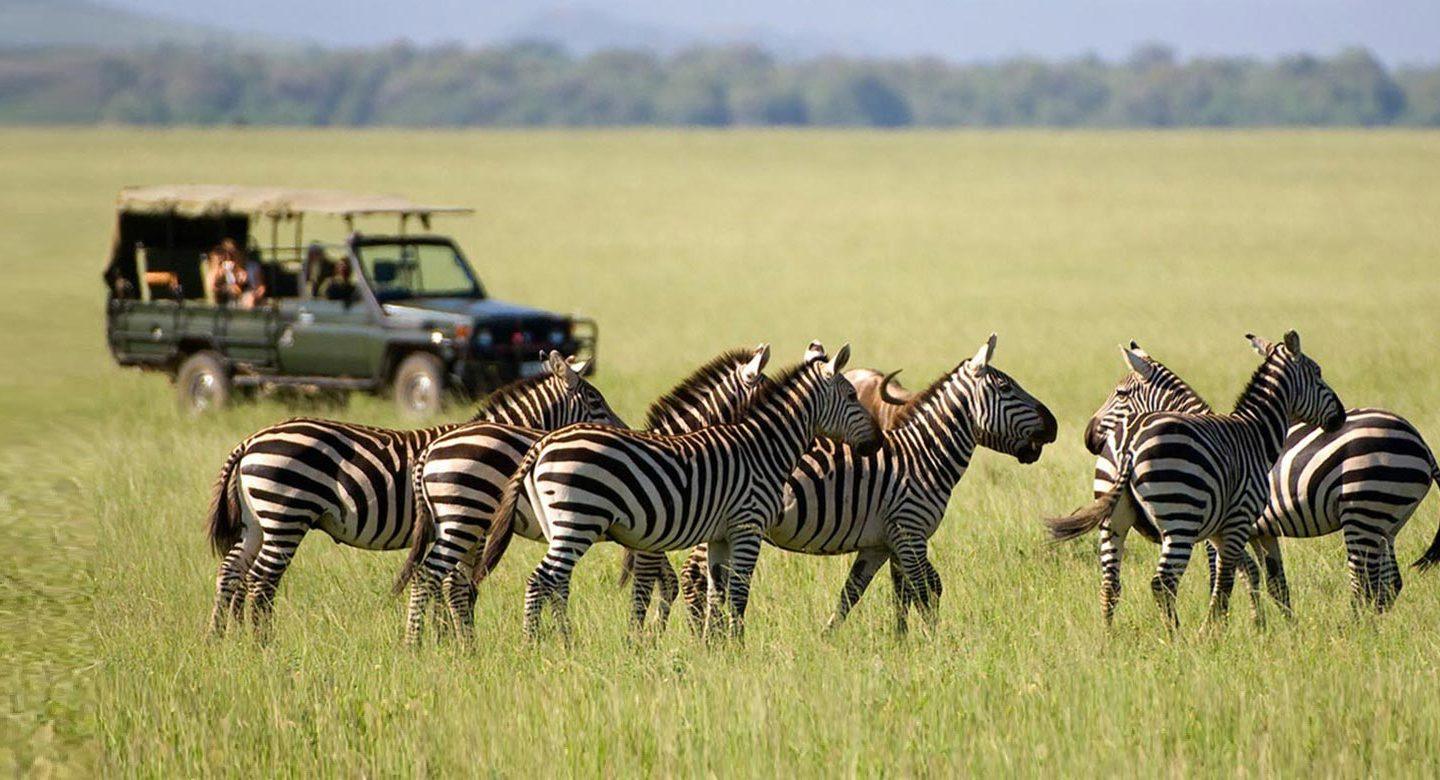 eight grazing wild zebras and safari truck in the distance