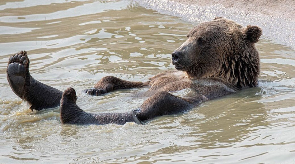 grizzly floating in river on its back
