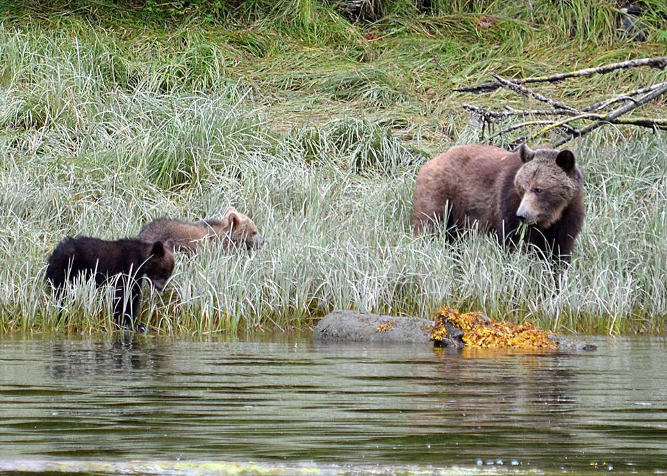 grizzly mom with two cubs in long. green grass on river bank