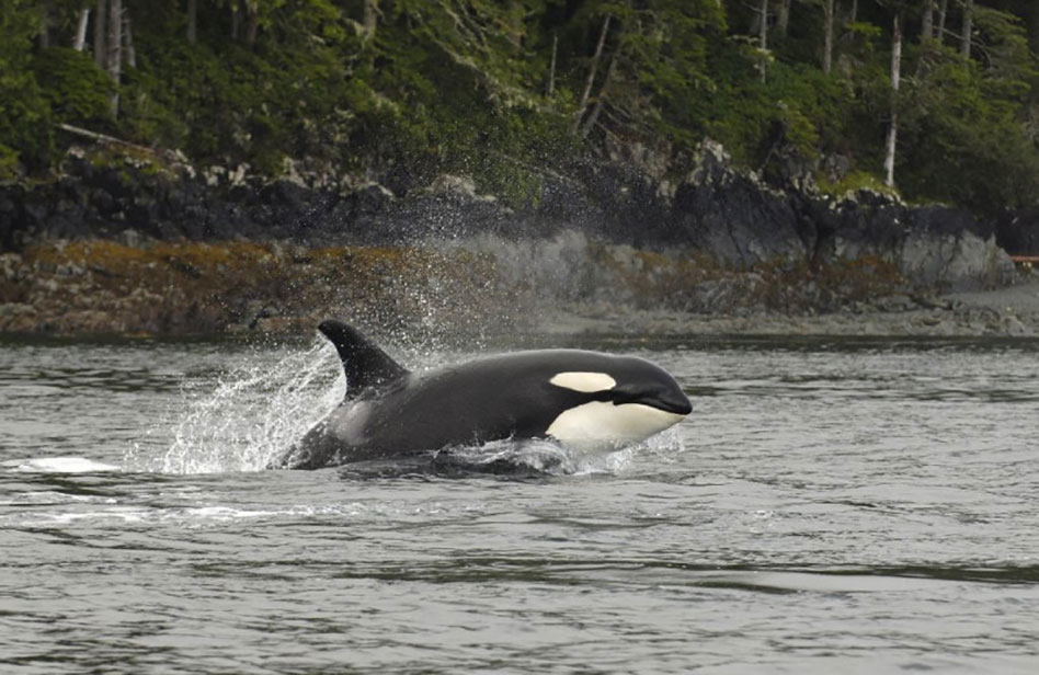 an orca breaching the water