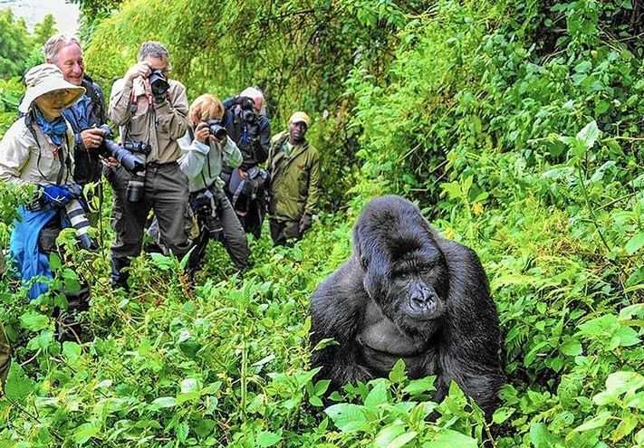 gorilla in lush vegetation with photographers