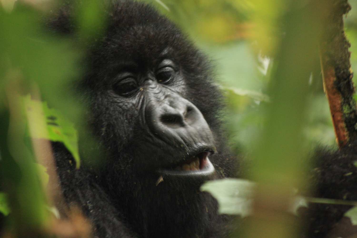 close up of a young gorilla face