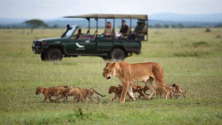 lioness walking with her cubs and a safari vehicle in background