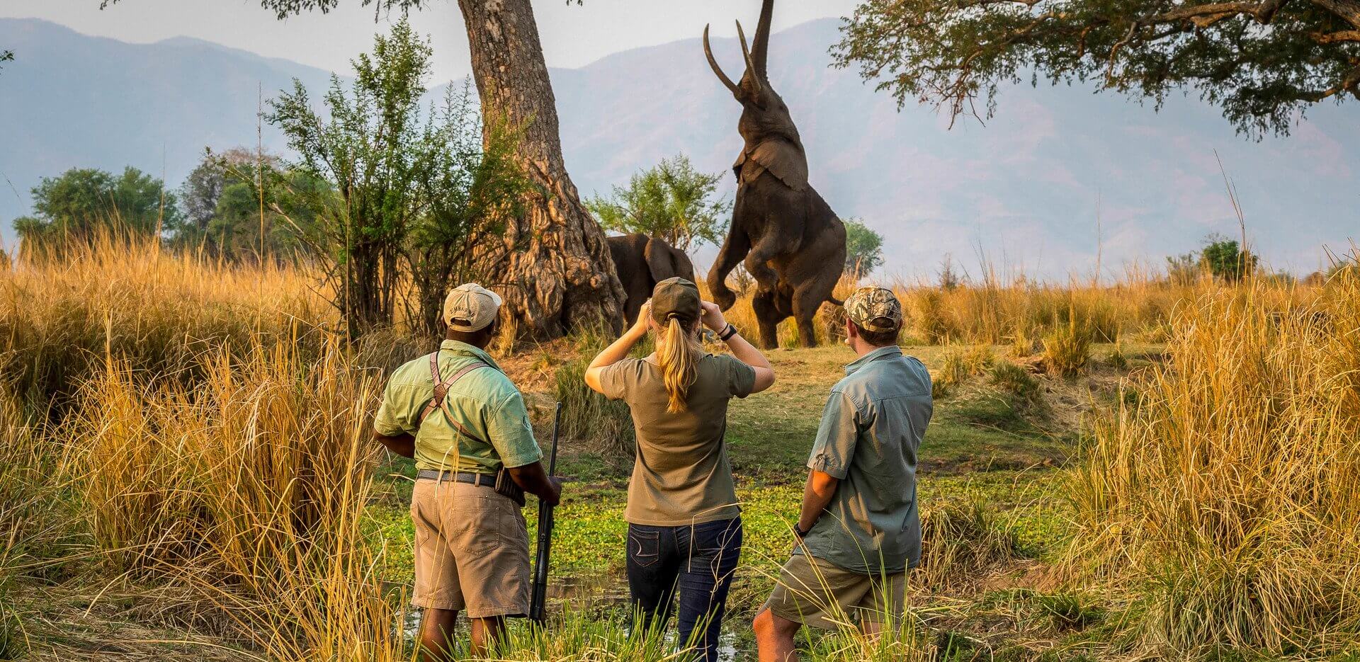 three people watching an elephant foraging in the wild, standing on its hind legs