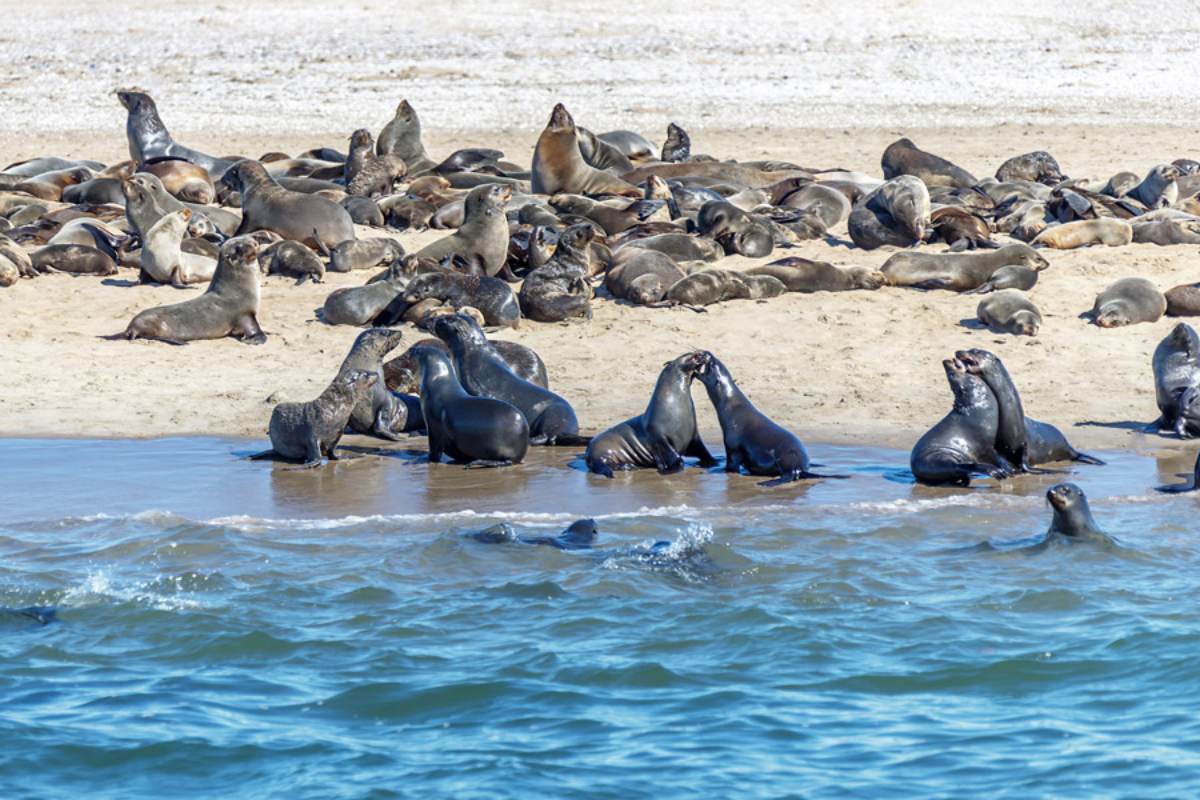 Penguin family