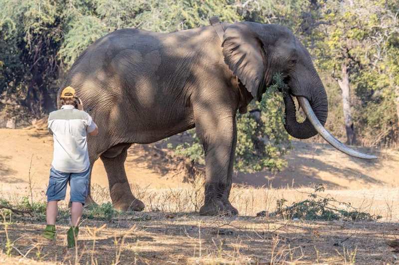 man taking a photo of an elephant in the wild