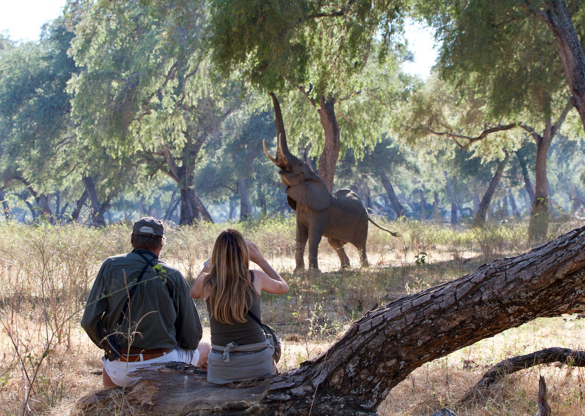two people watching an elephant foraging in the wild reaching for a branch