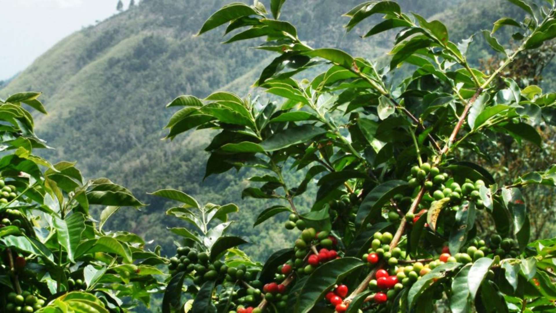 coffee beans on tree