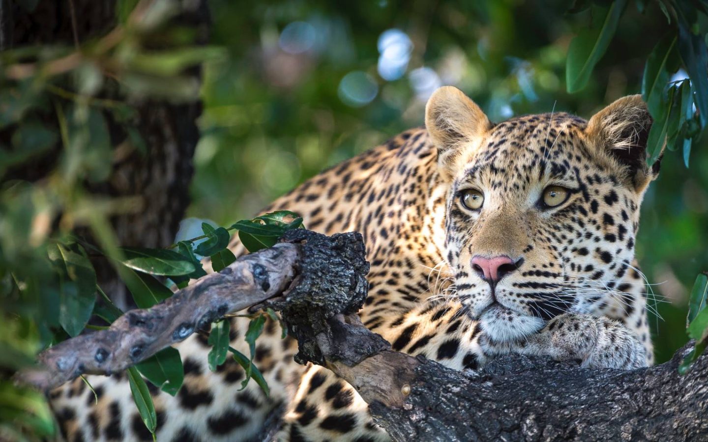 a leopard in a tree